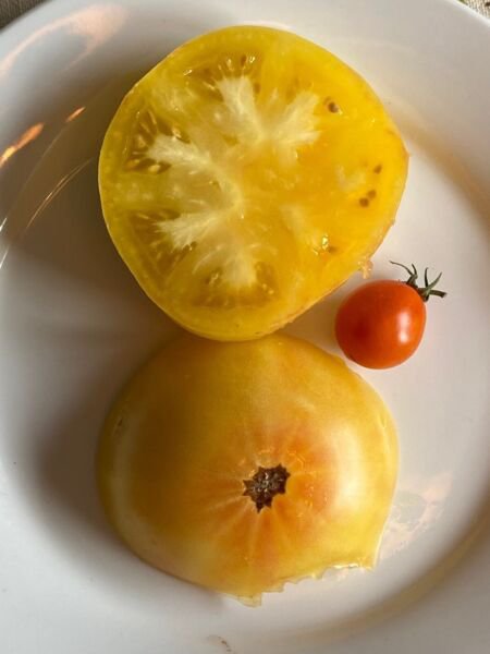 Fresh 50 Seeds Cc Mcgee Tomato Juicy Vegetable Planting Tomatoes Garden