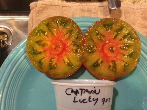 Fresh 50 Seeds Captain Lucky Tomato Juicy Vegetable Planting Tomatoes Garden