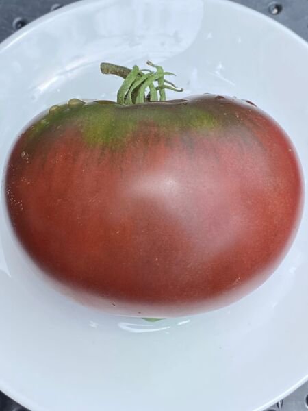 Fresh 50 Seeds Black Ang Tomato Juicy Vegetable Planting Tomatoes Garden