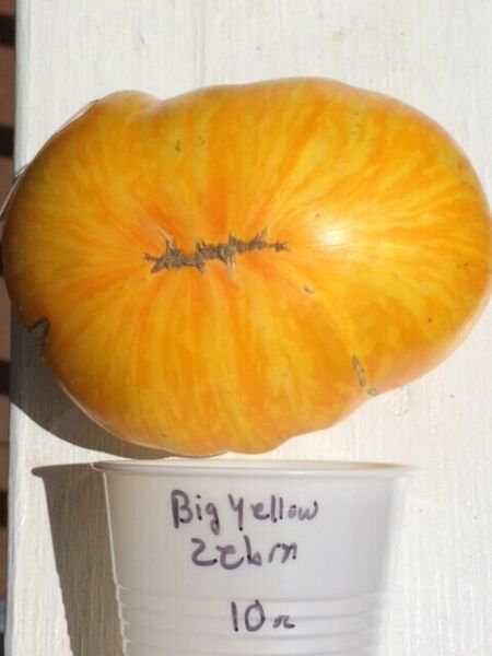Fresh 50 Seeds Big Yellow Zebra Tomato Juicy Vegetable Planting Tomatoes Garden