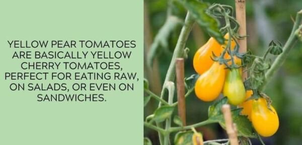 Fresh 50 Seeds Yellow Pear Tomato Juicy Vegetable Planting Tomatoes Garden