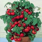 Fresh 50 Seeds Tiny Tim Tomato Juicy Vegetable Planting Tomatoes Food Garden