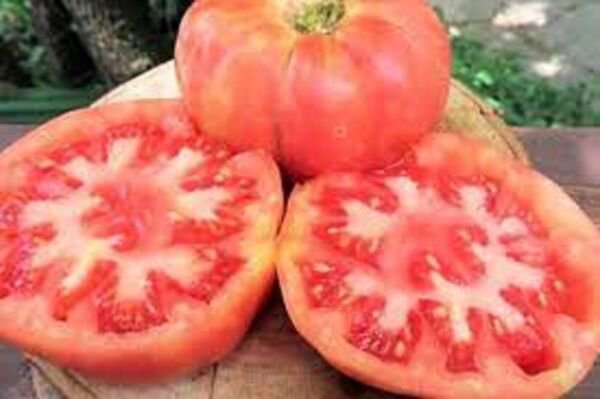Fresh 50 Seeds Henderson&acirc;��S Pink Tomato Juicy Vegetable Planting Tomatoes Garden