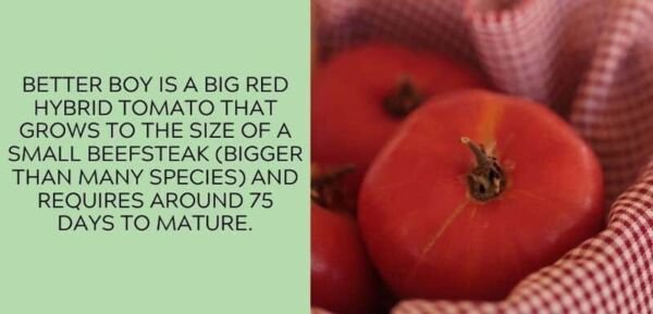 Fresh 50 Seeds Better Boy Tomato Juicy Vegetable Planting Tomatoes Food Garden