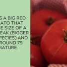 Fresh 50 Seeds Better Boy Tomato Juicy Vegetable Planting Tomatoes Food Garden