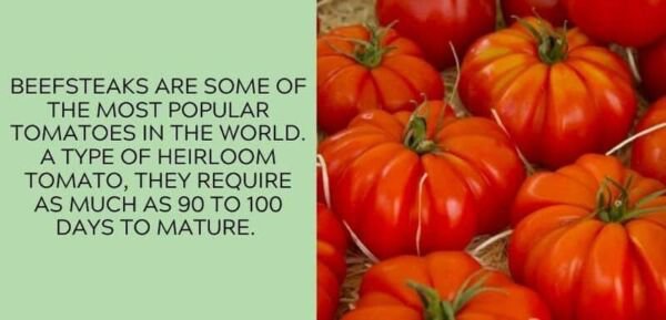 Fresh 50 Seeds Beefsteak Tomato Juicy Vegetable Planting Tomatoes Garden