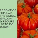 Fresh 50 Seeds Beefsteak Tomato Juicy Vegetable Planting Tomatoes Garden
