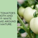 Fresh 50 Seeds White Queen Tomato Juicy Vegetable Planting Tomatoes Garden