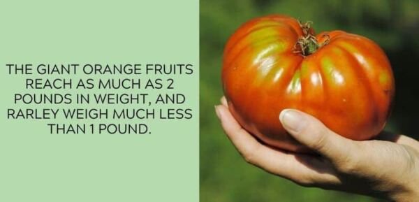 Fresh 50 Seeds Kentucky Beefsteak Tomato Juicy Vegetable Planting Tomatoes Garden