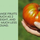 Fresh 50 Seeds Kentucky Beefsteak Tomato Juicy Vegetable Planting Tomatoes Garden