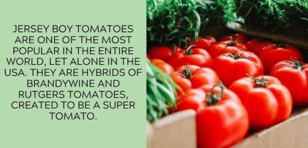 Fresh 50 Seeds Jersey Boy Tomato Juicy Vegetable Planting Tomatoes Garden
