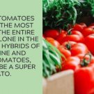 Fresh 50 Seeds Jersey Boy Tomato Juicy Vegetable Planting Tomatoes Garden