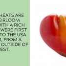 Fresh 50 Seeds Hungarian Heart Tomato Juicy Vegetable Planting Tomatoes Garden