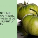Fresh 50 Seeds Green Giant Tomato Juicy Vegetable Planting Tomatoes Garden
