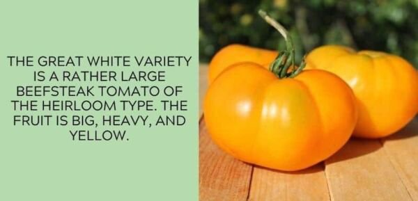 Fresh 50 Seeds Great White Tomato Juicy Vegetable Planting Tomatoes Garden