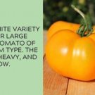 Fresh 50 Seeds Great White Tomato Juicy Vegetable Planting Tomatoes Garden