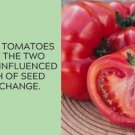 Fresh 50 Seeds German Pink Tomato Juicy Vegetable Planting Tomatoes Garden