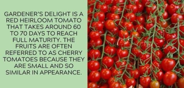 Fresh 50 Seeds Er&acirc;��S Delight Tomato Juicy Vegetable Planting Tomatoes Garden