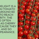 Fresh 50 Seeds Er’S Delight Tomato Juicy Vegetable Planting Tomatoes Garden