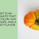 Fresh 50 Seeds Dad’S Sunset Tomato Juicy Vegetable Planting Tomatoes Garden