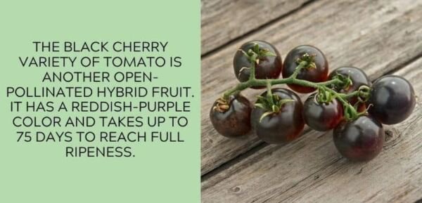 Fresh 50 Seeds Black Cherry Tomato Juicy Vegetable Planting Tomatoes Garden
