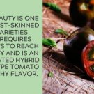 Fresh 50 Seeds Black Beauty Tomato Juicy Vegetable Planting Tomatoes Garden