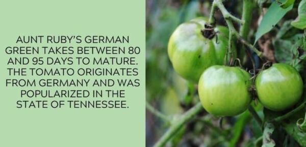 Fresh 50 Seeds German Green Tomato Juicy Vegetable Planting Tomatoes Garden