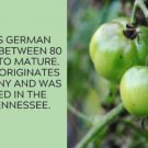 Fresh 50 Seeds German Green Tomato Juicy Vegetable Planting Tomatoes Garden