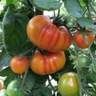 Fresh 50 Seeds Hillbilly Tomato Juicy Vegetable Planting Tomatoes Garden