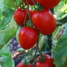 Fresh 50 Seeds Enchantment Tomato Juicy Vegetable Planting Tomatoes Garden
