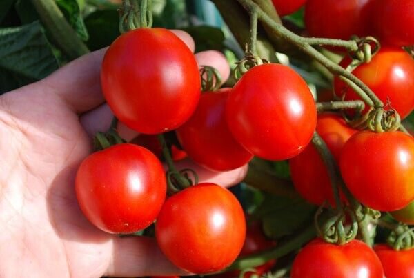 Fresh 50 Seeds Stupice Tomato Juicy Vegetable Planting Tomatoes Garden
