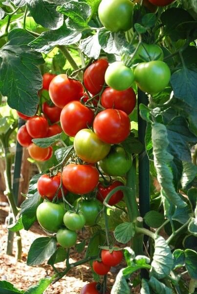 Fresh 50 Seeds Sweet Clters Tomato Juicy Vegetable Planting Tomatoes Garden