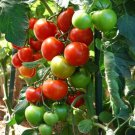 Fresh 50 Seeds Sweet Clters Tomato Juicy Vegetable Planting Tomatoes Garden