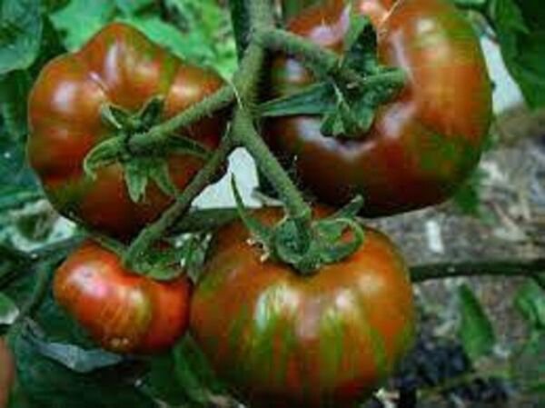 Fresh 50 Seeds Black Zebra Tomato Juicy Vegetable Planting Tomatoes Garden