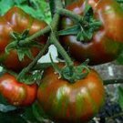Fresh 50 Seeds Black Zebra Tomato Juicy Vegetable Planting Tomatoes Garden