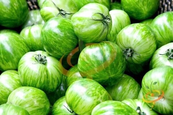Fresh 50 Seeds Green Zebra Tomato Juicy Vegetable Planting Tomatoes Garden