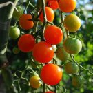 Fresh 50 Seeds Sungold Tomato Juicy Vegetable Planting Tomatoes Food Garden
