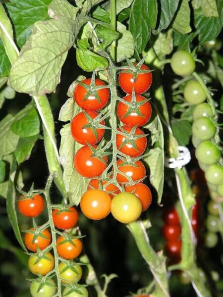 Fresh 50 Seeds Tomaccio Tomato Vegetable Planting Tomatoe Garden