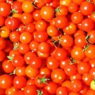 Fresh 50 Seeds Super Sweet Tomato Vegetable Planting Tomatoe Garden