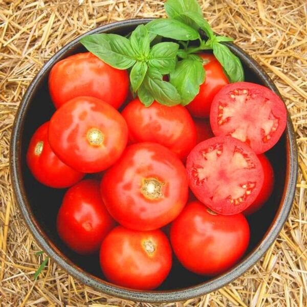 Fresh 50 Seeds Rutgers Tomato Vegetable Planting Tomatoe Garden