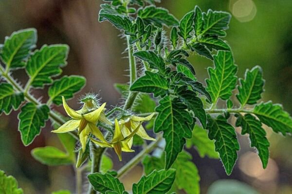 Fresh 50 Seeds Currant Tomato Vegetable Planting Tomatoe Garden