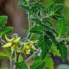 Fresh 50 Seeds Currant Tomato Vegetable Planting Tomatoe Garden