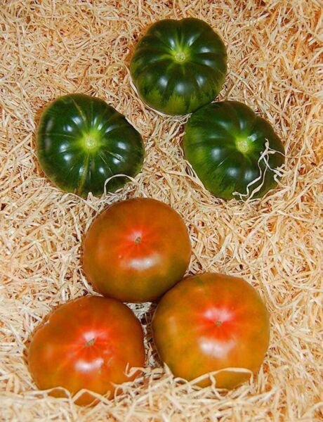 Fresh 50 Seeds Raf Tomato Vegetable Planting Tomatoe Garden