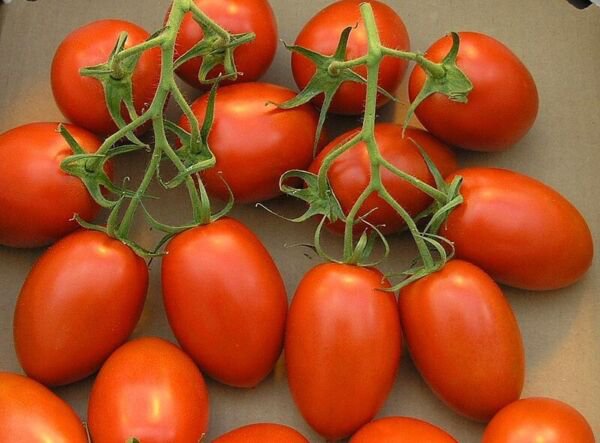Fresh 50 Seeds Plum Tomato Vegetable Planting Tomatoe Garden