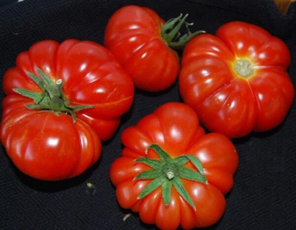 Fresh 50 Seeds Pantano Romanesco Tomato Vegetable Planting Tomatoe Garden