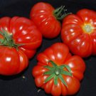 Fresh 50 Seeds Pantano Romanesco Tomato Vegetable Planting Tomatoe Garden