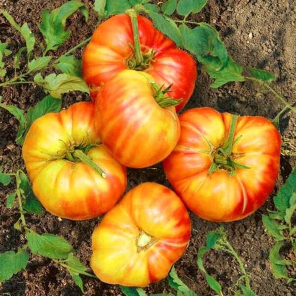 Fresh 50 Seeds Mr Stripey Tomato Vegetable Planting Tomatoe Garden