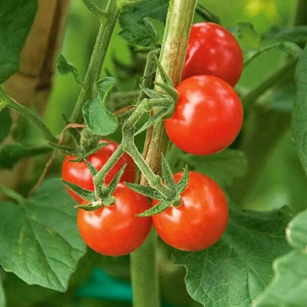 Fresh 50 Seeds Micro Tom Tomato Vegetable Planting Tomatoe Garden