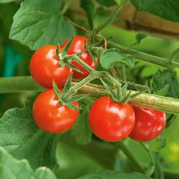 Fresh 50 Seeds Matt&acirc;��S Wild Cherry Tomato Vegetable Planting Tomatoe Garden