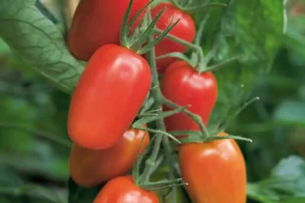 Fresh 50 Seeds Juliet Tomato Vegetable Planting Tomatoe Garden